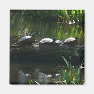 Aimant Rangée de tortues photo de la nature verte