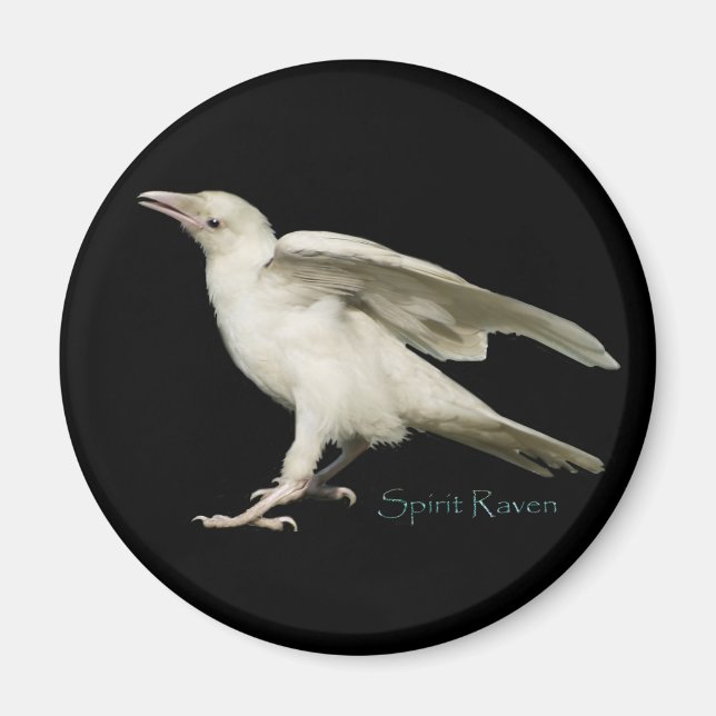 Aimant Rare White Raven Photo Spirit Raven II Series (Devant)