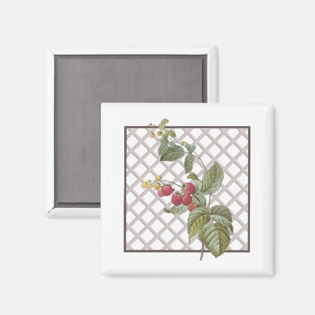 AIMANT RASPBERRIES (Recto/Verso)
