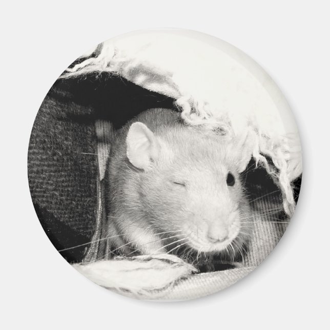 Aimant Rat (Devant)
