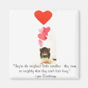 Aimant Rat cardiaque