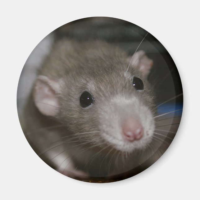 Aimant Rat curieux (Devant)