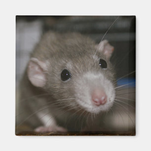 Aimant Rat curieux