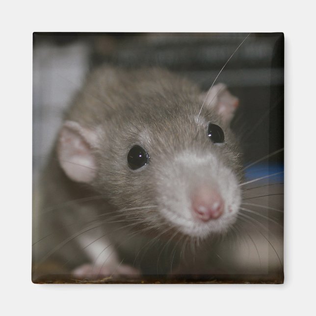 Aimant Rat curieux (Devant)