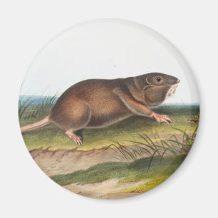 Aimant Rat Poché Sud, Schrew Mole Illustration
