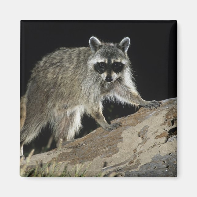 Aimant Raton laveur commun, Procyon lotor (Devant)
