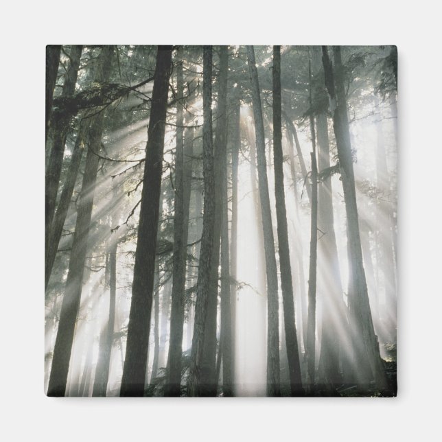 Aimant Rayons de soleil filtrant à travers les arbres, Mo (Devant)