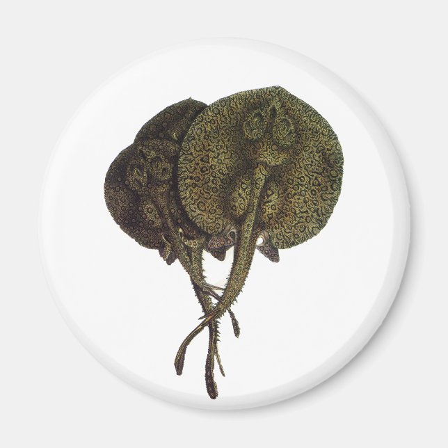 Aimant Rayons vintages, Animaux de la vie marine (Devant)