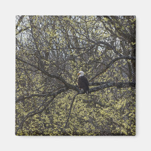 Aimant Recherche d'aigle