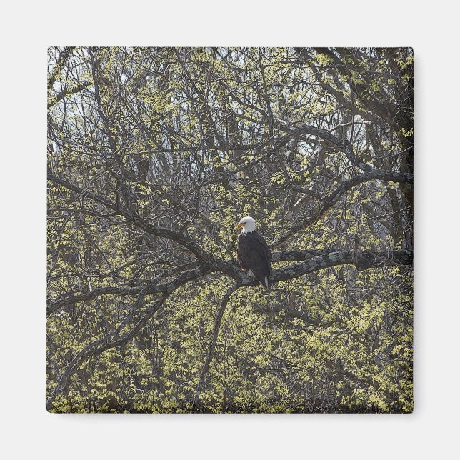 Aimant Recherche d'aigle (Devant)