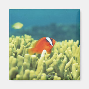 Aimant Récif coralien coulant avec les poissons tropicau