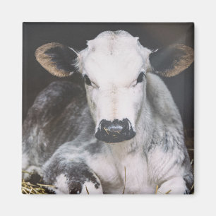 Aimant Récolte de jour occupée