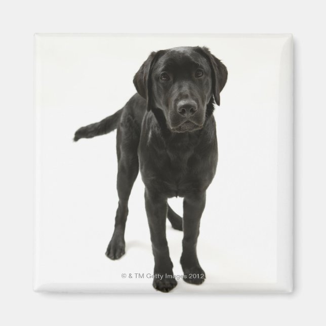 Aimant Récupérateur de labrador noir (Devant)