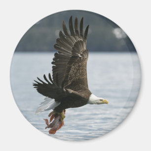 Aimant Récupération du poisson d'aigle à tête blanche