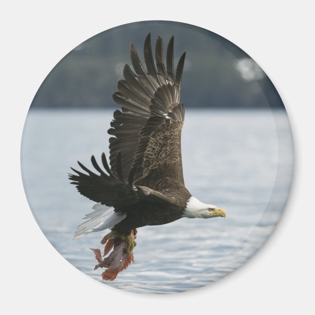 Aimant Récupération du poisson d'aigle à tête blanche (Devant)