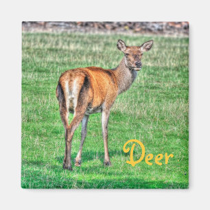 Aimant Red Deer & Field Wildlife Animal Design