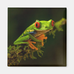 Aimant Red Eyed Tree Frog on a branch