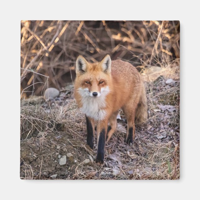 Aimant Red Fox de près et personnel (Devant)