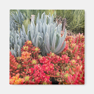 Aimant Red Jelly Bean Sedum and Blue Ice Plant Succulent