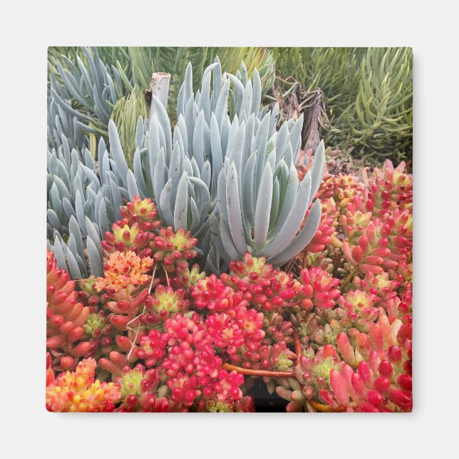 Aimant Red Jelly Bean Sedum and Blue Ice Plant Succulent (Devant)