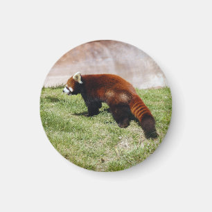 Aimant red-panda-043