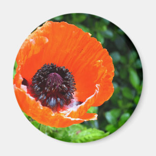 Aimant Red Poppy