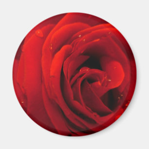 Aimant Red rose flower