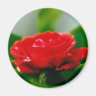 Aimant Red Rose of passion covered with dew drops