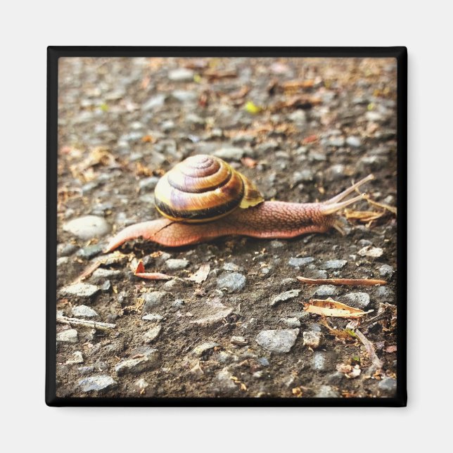 Aimant Red Snail on the Ground (Devant)