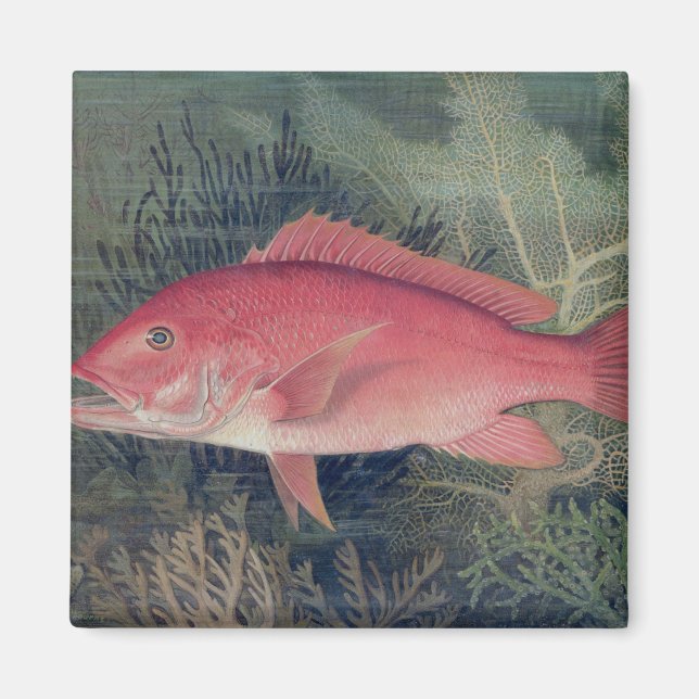 Aimant Red Snapper, de 'Game Fishes of the United State (Devant)