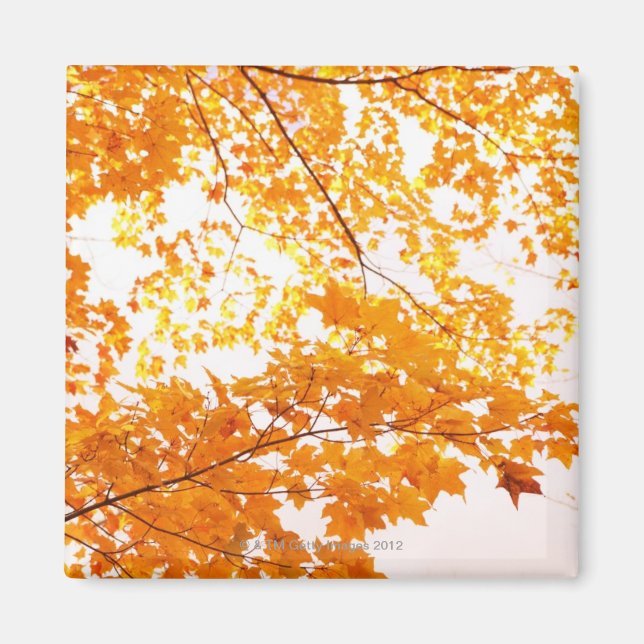 Aimant Réflexion des feuilles automnales (Devant)