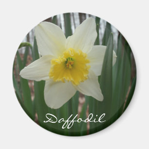 Aimant Réfrigérateur Daffodil