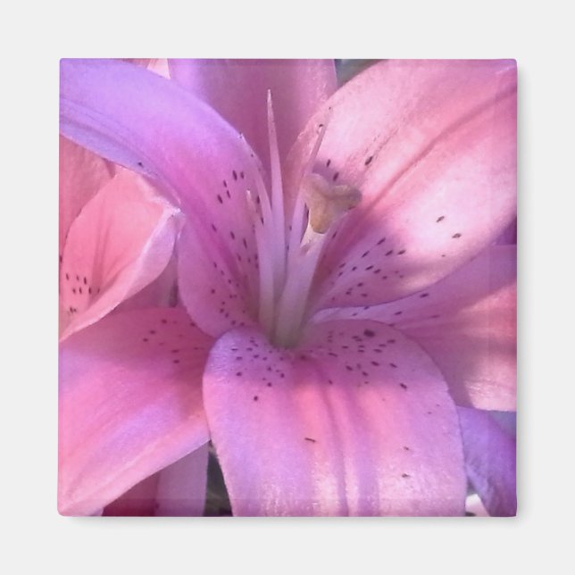 Aimant Réfrigérateur rose Lily (Devant)