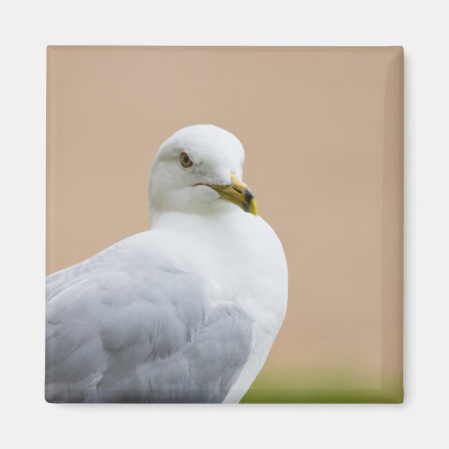 Aimant Regard (Devant)