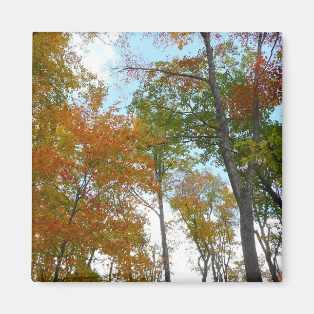 Aimant Regardant vers les feuilles d'automne I Feuillage  (Devant)