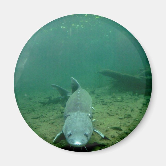 Aimant Regarde Monster (Devant)