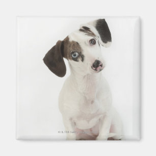 Aimant Regarder femelle de chiot de teckel/chiwawa