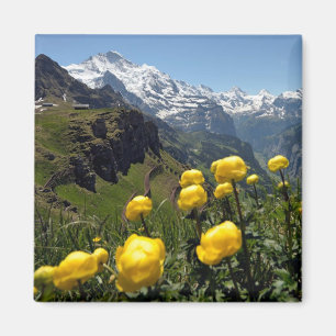 Aimant Région de Jungfrau de fleurs sauvages
