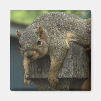 Aimant Reine Eleanor du Royaume pacifique