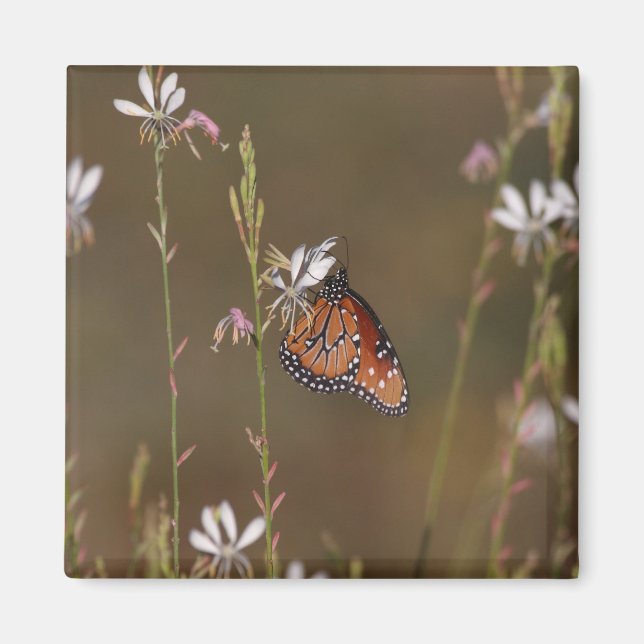 Aimant Reine et milkweed (Devant)