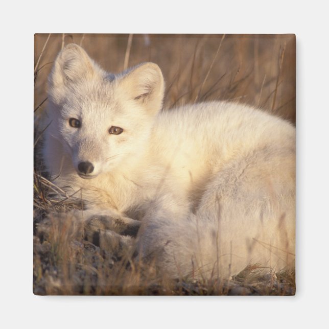 Aimant renard arctique, Alopex lagopus (Devant)