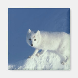 Aimant Renard arctique Alopex lagopus) Un renard arctique