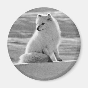 Aimant Renard arctique vintage USA Alaska
