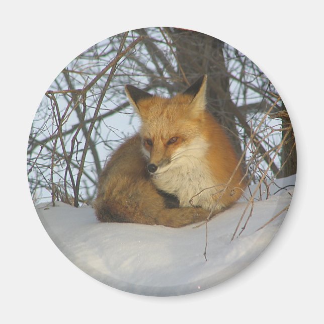 Aimant Renard de repos (Devant)