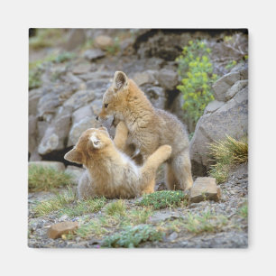 Aimant Renard gris d'Amérique du Sud (Lycalopex griseus) 