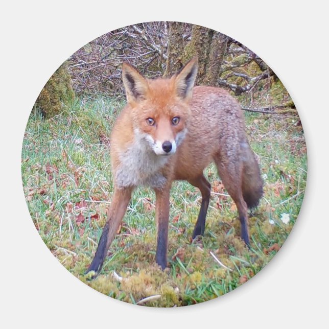 Aimant Renard Rouge Adorable – Bois Charmant (Devant)