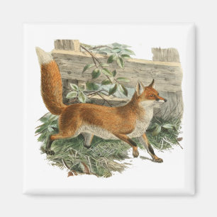 Aimant Renard rouge dans la campagne rustique Illustratio