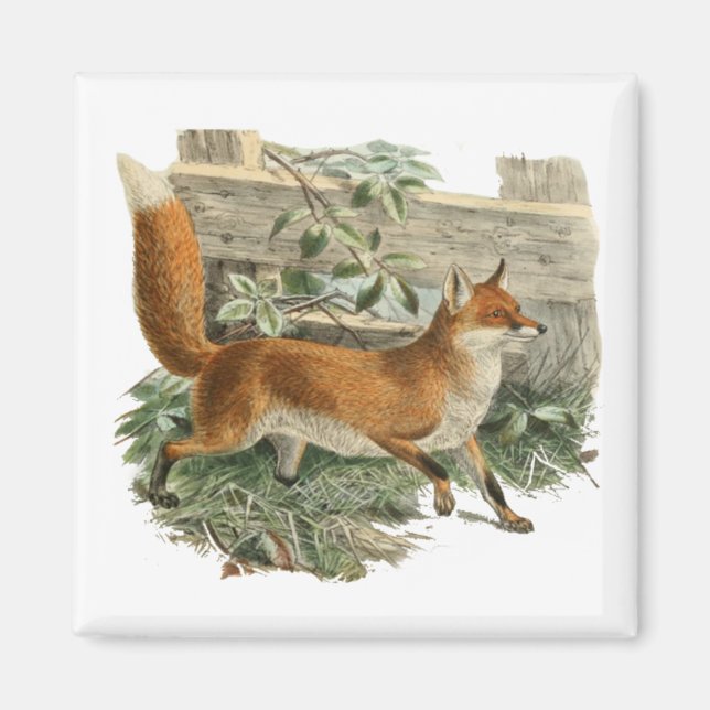 Aimant Renard rouge dans la campagne rustique Illustratio (Devant)