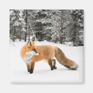 Aimant Renard rouge en neige blanche