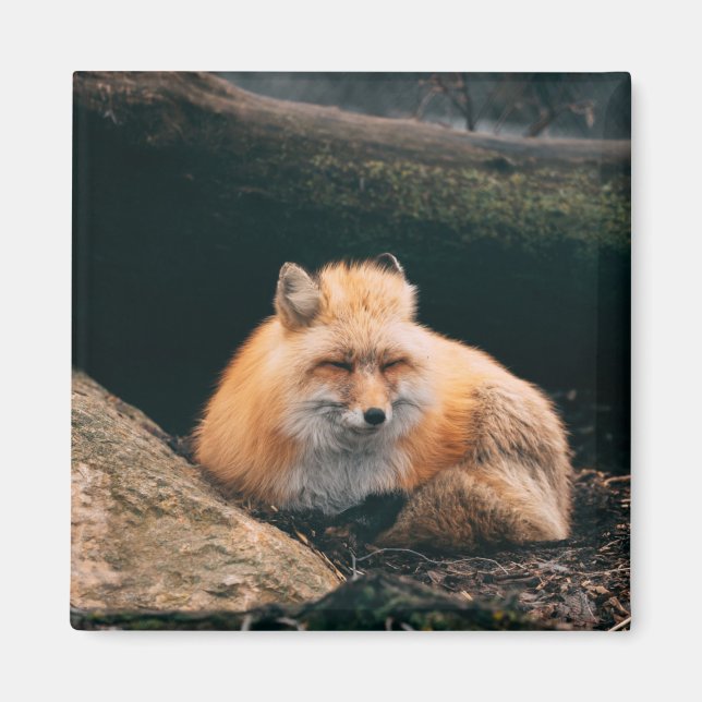 Aimant Renard Rouge Endormi (Devant)